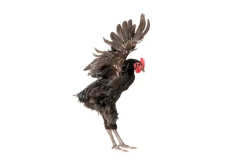 Poster chicken have red comb. Black australorp rooster fly on isolated background. © ณัฐวุฒิ เงินสันเทียะ