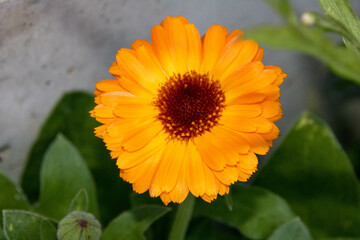 bright orange flower of calendula officinalis the pot marigold