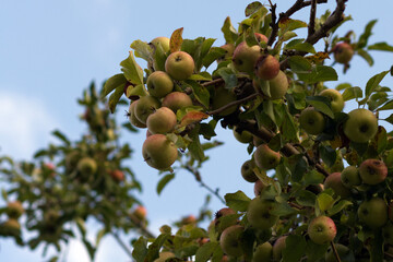 Apples on tree during autumn. Blue sky.