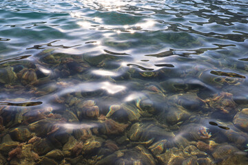 Transparent sea surface with stones and fishes on a bottom. Summer beach, shallow water for...