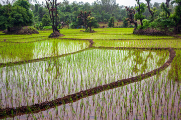 Rice fields of coastal India in the state of Goa.