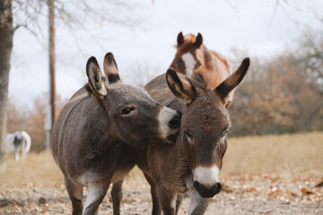 Mini donkeys in Texas field being playful on farm.