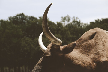 Rustic closeup of Texas longhorn cow horns on farm.