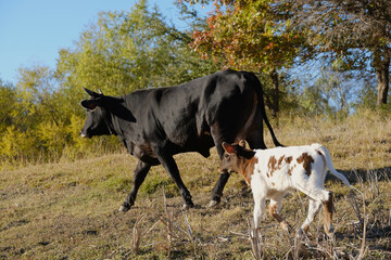 Fall season in farm field on hill with black cow and spotted calf.