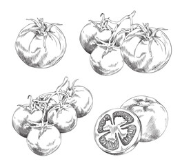 Cherry tomatoes branches in hand drawn sketch style, vector illustration isolated on white background.