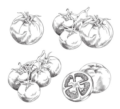 Cherry tomatoes branches in hand drawn sketch style, vector illustration isolated on white background. © sabelskaya