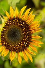 sunflower close up
