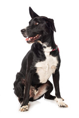 Mixed breed dog on white background