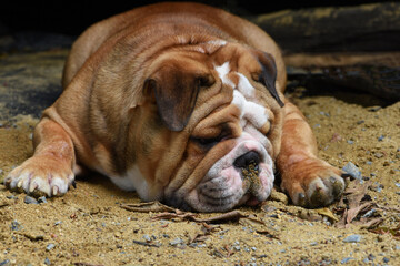 Obraz premium Young English bulldog lie on the sand ground .