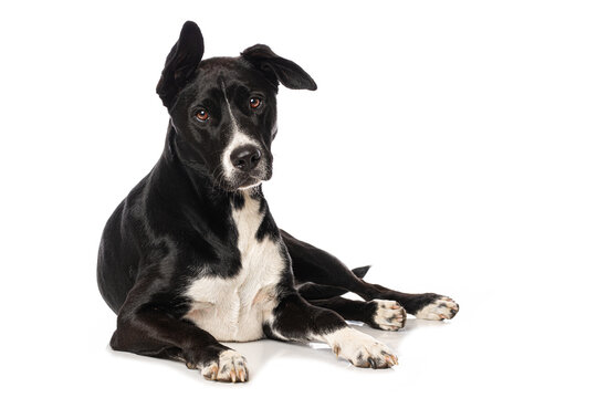 Mixed Breed Dog On White Background