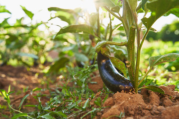 Organic eggplant in soil. Surrounded by weeds. The sun shines through the leaves from behind. Eggplant at ground level from the front. 