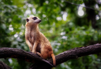 Meerkat on a tree branch portrait in profile