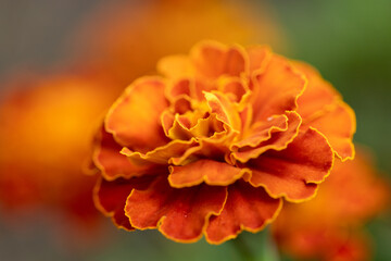 macro photo of Marigold flower (Tagetes patula L.)