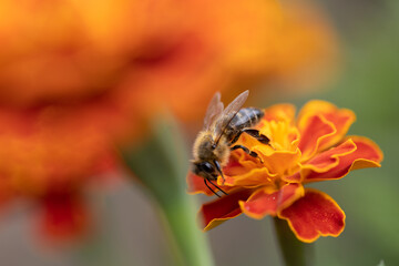 a bee collecting pollen from a flower. Marigold flower (Tagetes patula L.) close up, macro photo 