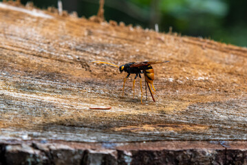 Big wasp with yellow eyes standing on a cut tree in the forest