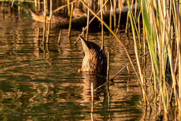 female duck diving its head looking for food