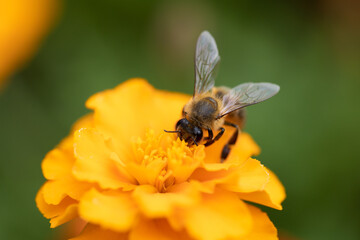 a bee collecting pollen from a flower. Marigold flower (Tagetes patula L.) close up, macro photo 