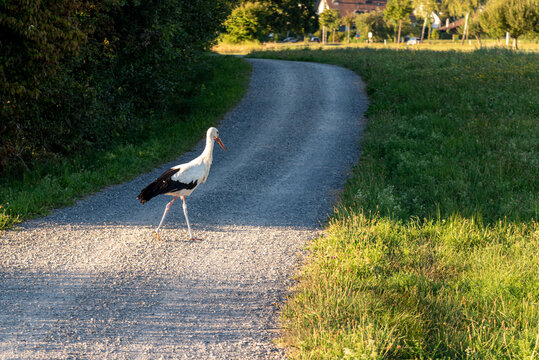Stork crossing a rural road at the Greifensee lake in Switzerland
