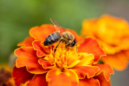 a bee collecting pollen from a flower. Marigold flower (Tagetes patula L.) close up, macro photo 