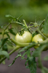 tomato plant with ripe green fruits. selective focus	