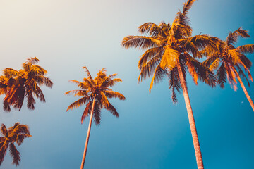 Coconut palm trees orange crown against blue sky. Tropical paradise nature background. Holiday...