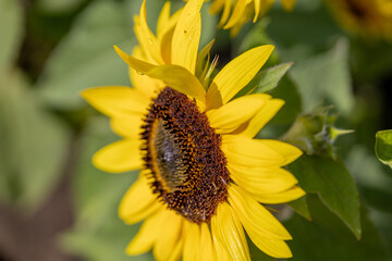 a bee collecting pollen from a flower. sunflower, helianthus
