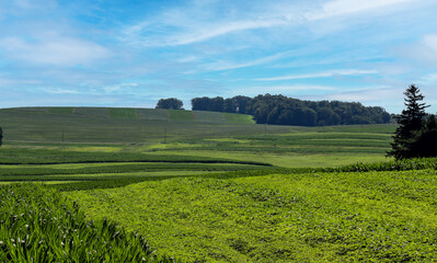 Fototapeta na wymiar landscape with corn green field