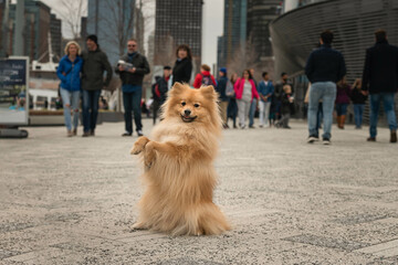 Cute German spitz pomeranian dog in Chicago Pier