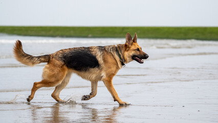 german shepherd dog running