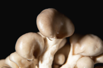 beautiful edible mushrooms on a dark background. delicious raw mushrooms. Oyster mushrooms