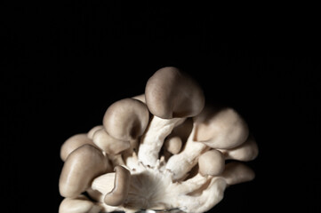 beautiful edible mushrooms on a dark background. delicious raw mushrooms. Oyster mushrooms