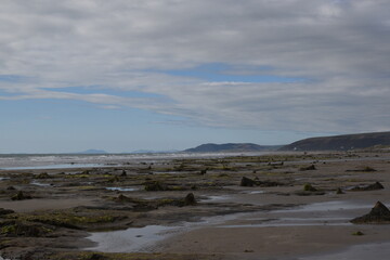 the remains of the petrified forest on Borth beach during low tide