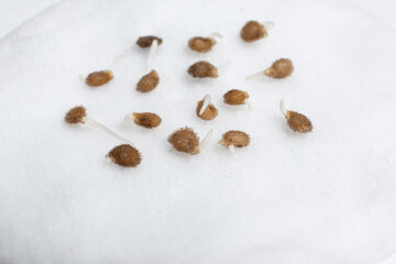 Growing tomatoes from seeds, step by step. Step 2 - the seeds have sprouted.