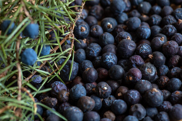 Berries of Juniper, Juniperus communis