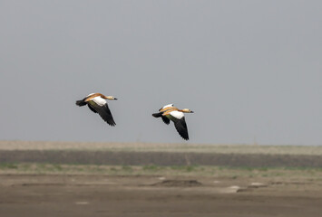 Ruddy shelduck in flight.ruddy shelduck, known in India as the Brahminy duck, is a member of the family Anatidae.