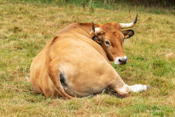 Cow with big horns resting in the pasture. Cattle in Asturias. Livestock