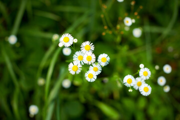 Delicate white and pink Daisies or Bellis perennis flowers in direct sunlight, in a sunny spring garden © miroslavmisiura
