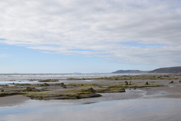 the remains of the petrified forest on Borth beach during low tide