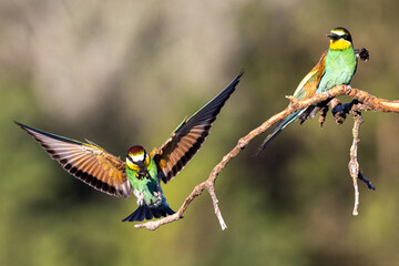 Bee-eater perched on a branch near their nests often with an insect in their beak