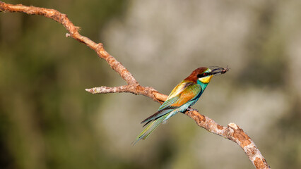 Bee-eater perched on a branch near their nests often with an insect in their beak