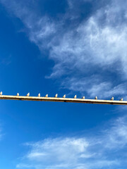 Seagulls flock of birds blue sky