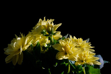 close-up of yellow Dahlia flowers with black background 