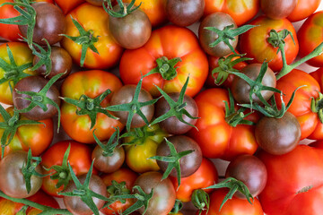 Background of natural ripe red, yellow, green and dark tomatoes