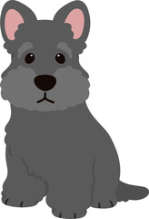 Simple and adorable Scottish Terrier illustration sitting in front view flat colored