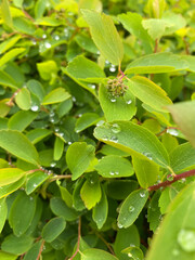Green leaves raindrops macro