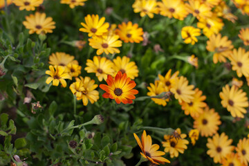 Yellow flowers in the garden natural background. Gardening and growing flower and plants hobby.