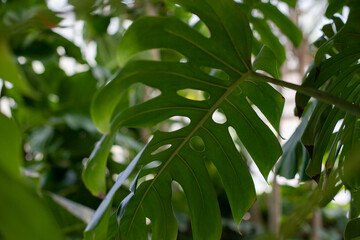Monstera delicious plant leaves background closeup