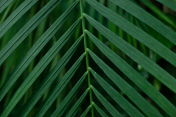 Green leaves of tropical plants texture and background. Gardening and growing plants hobby.