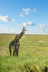 Giraffe in a beautiful landscape of the African savannah