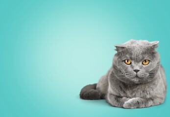 Obraz premium Cute cat lying. Relaxed and happy indoor cat. Fluffy long hair kitty.